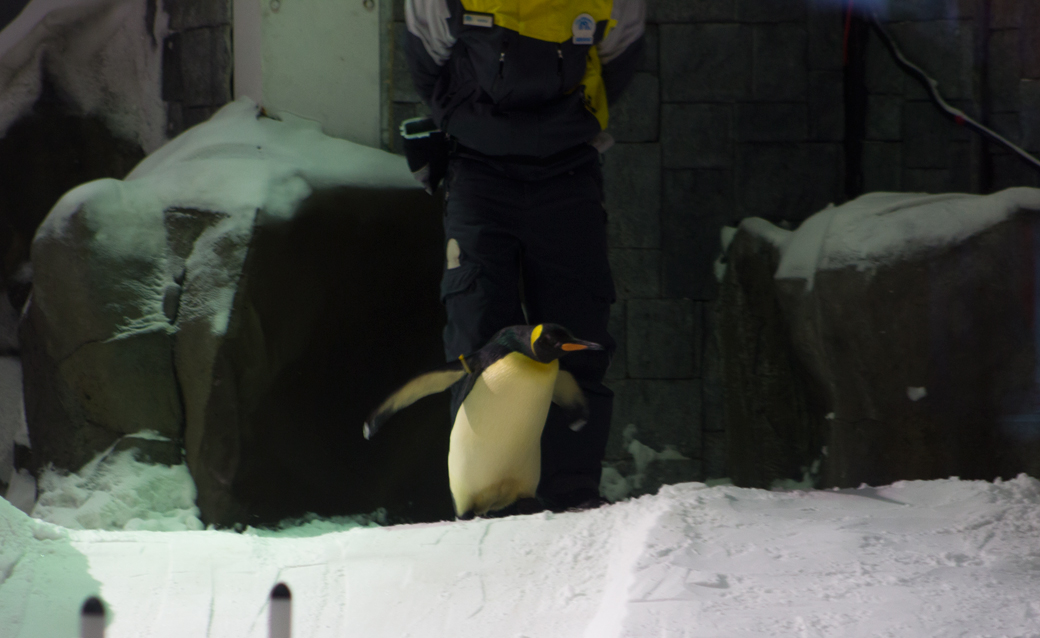 the-snow-dubai-pinguin