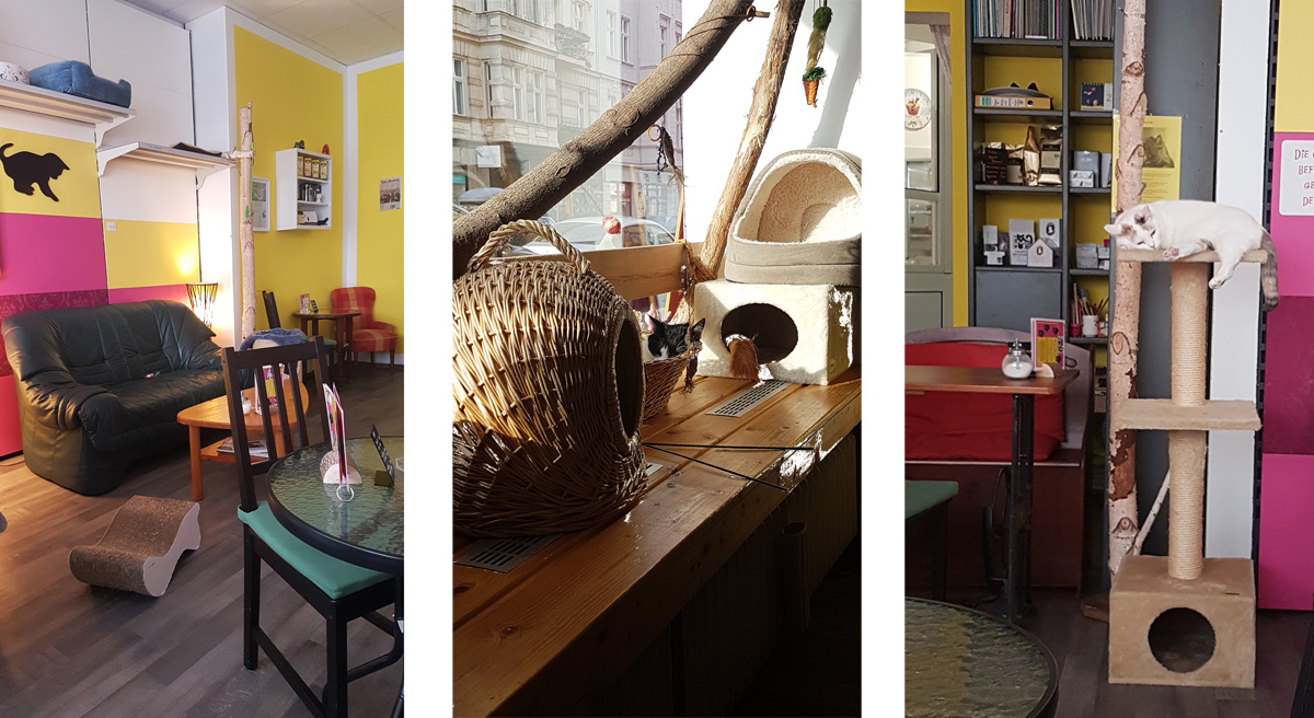 Zur Mieze - Das Katzencafé in Berlin Charlottenburg Zur Mieze - Das Katzencafé in Berlin Charlottenburg