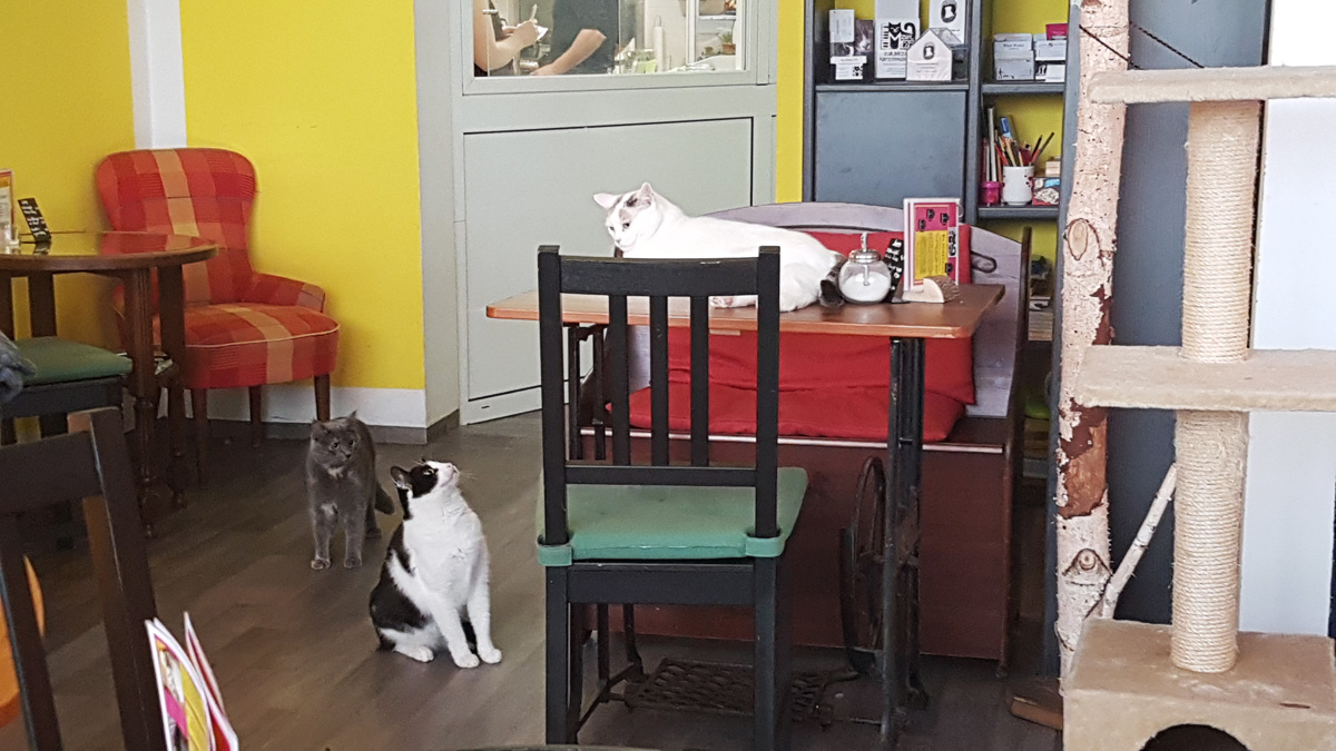 Zur Mieze - Das Katzencafé in Berlin Charlottenburg Zur Mieze - Das Katzencafé in Berlin Charlottenburg