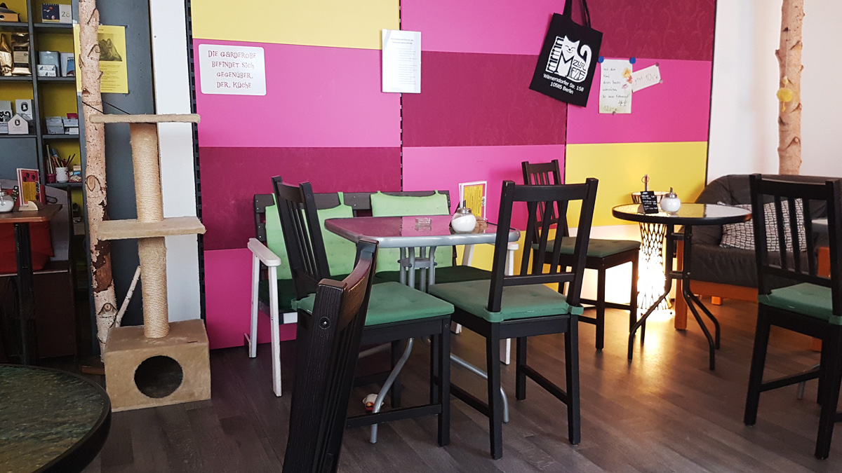 Zur Mieze - Das Katzencafé in Berlin Charlottenburg Zur Mieze - Das Katzencafé in Berlin Charlottenburg