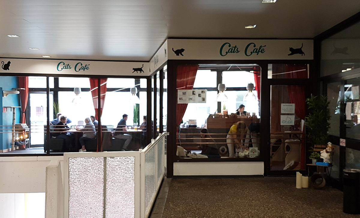 Cats Café | Das Katzencafé in Karlsruhe Cats Café | Das Katzencafé in Karlsruhe