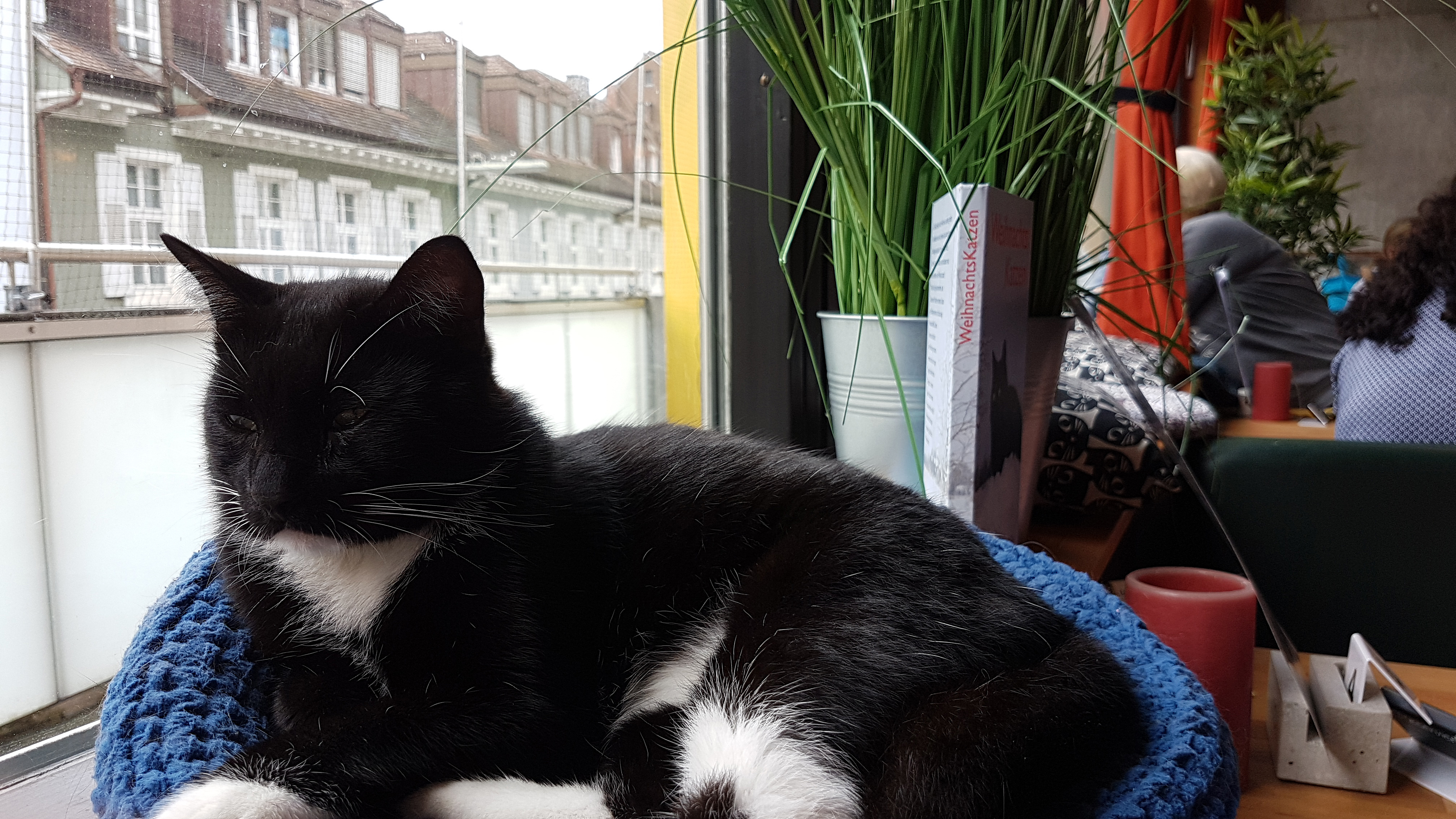 Cats Café | Das Katzencafé in Karlsruhe Cats Café | Das Katzencafé in Karlsruhe