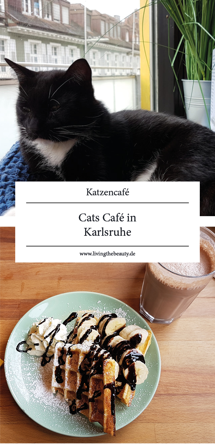 Cats Café | Das Katzencafé in Karlsruhe